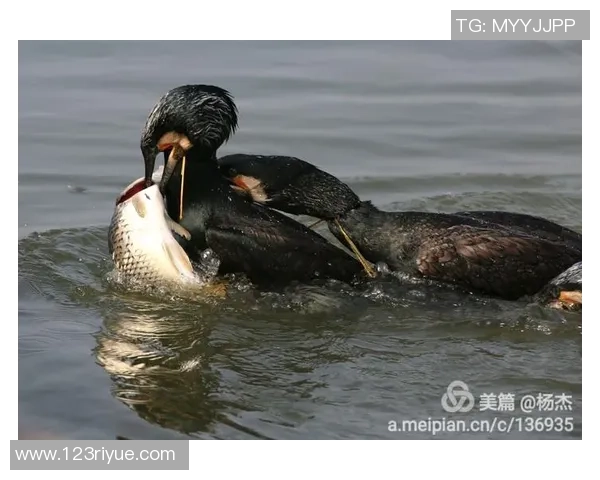 足球筷子:探寻这项独特运动器具背后的文化与技艺传承